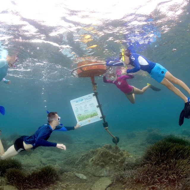 Groupe de personnes en palmes et tuba observant un panneau d’information sous-marin le long d’un sentier de découverte, dans une eau claire.