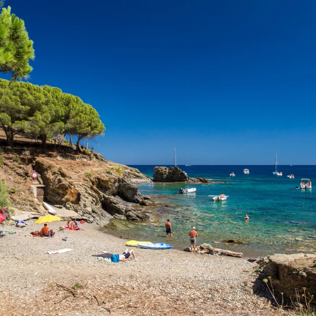 Petite crique de galets bordée de pins à Banyuls-sur-Mer, baignée par des eaux turquoise où nagent des baigneurs et naviguent de petits bateaux de plaisance.
