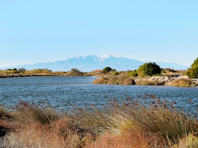 Paysage naturel avec un étang bordé de végétation et, au loin, le massif du Canigó enneigé sous un ciel bleu clair.