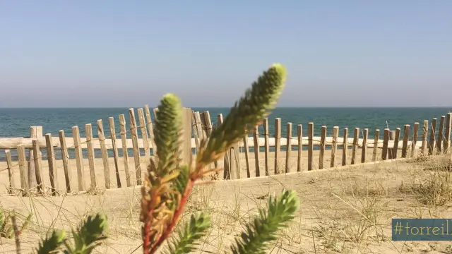 Plage naturelle de Torreilles avec dunes de sable, végétation maritime et barrière en bois face à la Méditerranée sous un ciel clair.