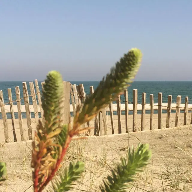 Plage naturelle de Torreilles avec dunes de sable, végétation maritime et barrière en bois face à la Méditerranée sous un ciel clair.