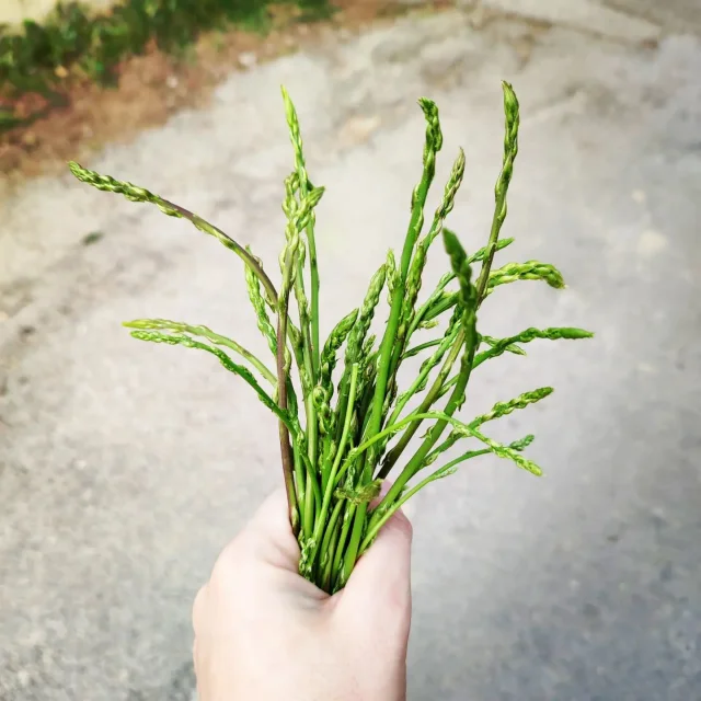 Main tenant une botte d’asperges sauvages fraîches.