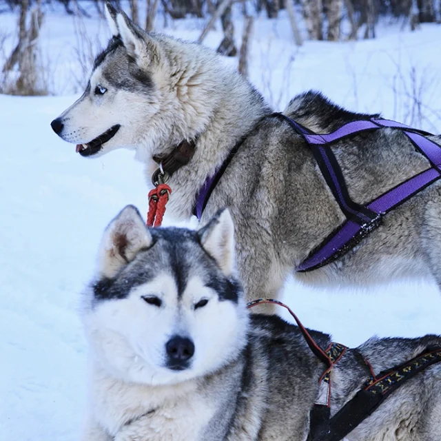 Deux huskys équipés de harnais violets se reposent dans la neige après une course de traîneau.