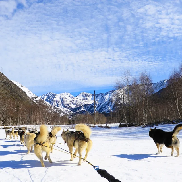 Attelage de chiens de traîneau avançant sur une plaine enneigée entourée de montagnes sous un ciel bleu.