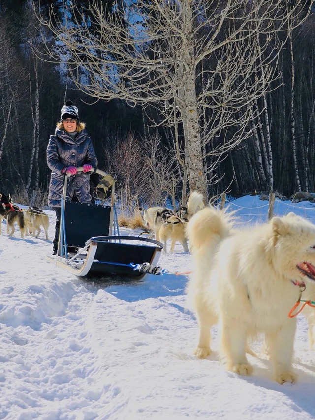 Balade en traîneau à chiens dans la neige, conduite par une femme souriante entourée d’un attelage de huskys et de samoyèdes.