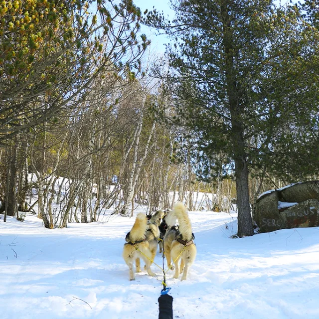 Balade en chiens de traîneau dans une forêt enneigée, les huskys avancent sur un sentier bordé d’arbres sous un ciel bleu.
