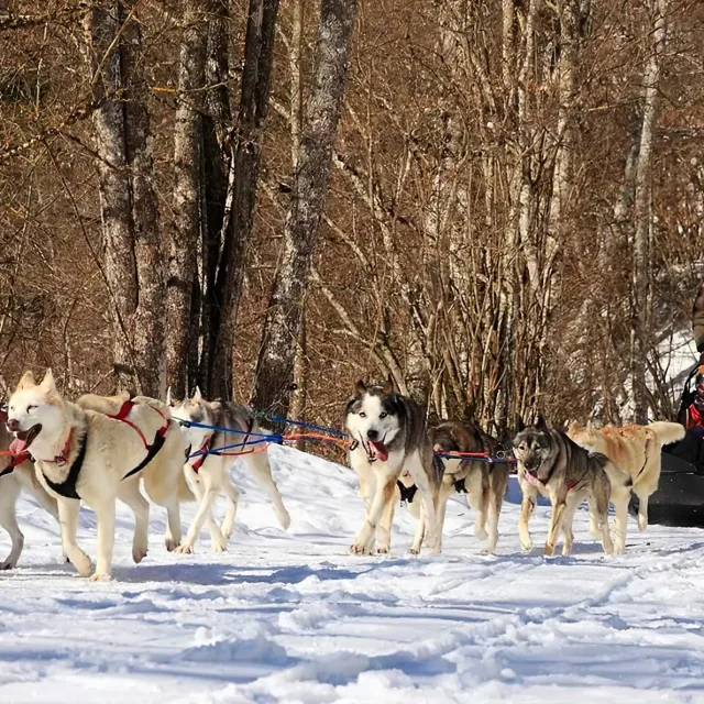 Attelage de chiens de traîneau courant dans la neige à travers une forêt, guidé par un musher en arrière-plan.
