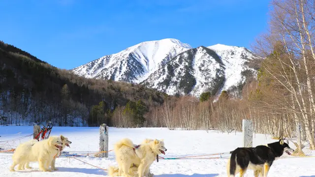 Attelage de chiens de traîneau à l’arrêt sur une plaine enneigée, avec en arrière-plan un sommet des Pyrénées recouvert de neige.