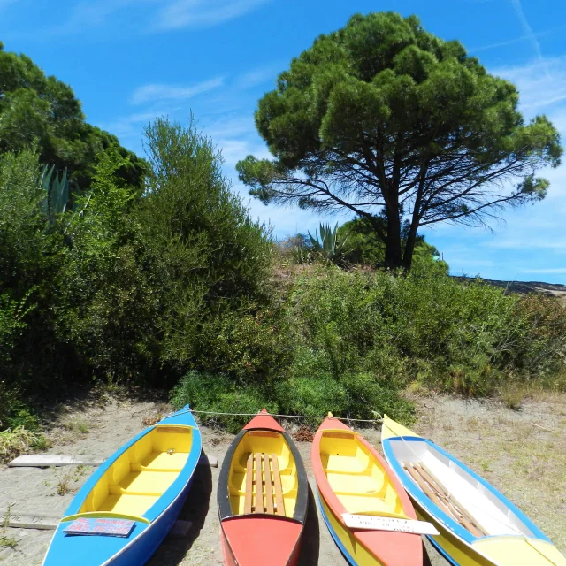 Quatre kayaks colorés alignés sur la plage de Paulilles, entourés de végétation méditerranéenne et d’un grand pin sous un ciel bleu.