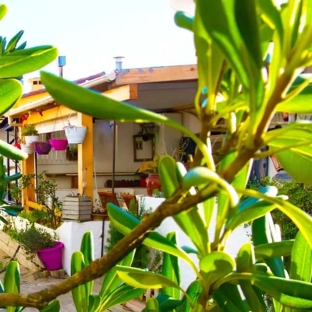 Petite maison du Racou entourée de verdure, avec une terrasse en bois ornée de pots de fleurs colorés et de plantes méditerranéennes, sous une douce lumière ensoleillée.