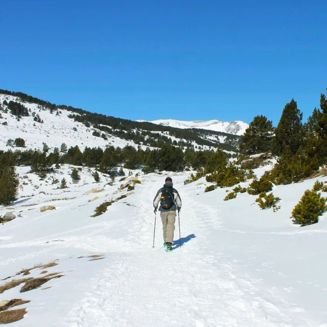 Personne marchant seule en raquettes sur un sentier enneigé du plateau des Bouillouses, entouré de pins et de montagnes sous un ciel bleu limpide.