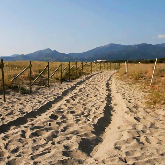 Chemin sablonneux bordé de barrières en bois traversant les dunes de la Réserve Naturelle du Mas Larrieu, avec les montagnes du massif des Albères en arrière-plan sous un ciel bleu dégagé.