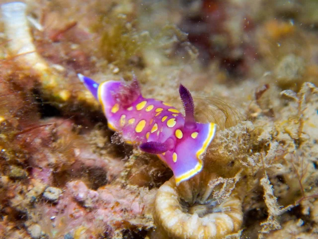 Petit nudibranche aux couleurs vives, violet et jaune, rampant sur un fond rocheux tapissé d’algues et d’éponges.