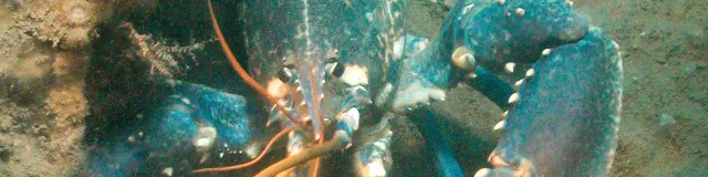 Homard bleu vu de près, caché dans une cavité rocheuse sous-marine, ses grandes pinces déployées sur le sable.