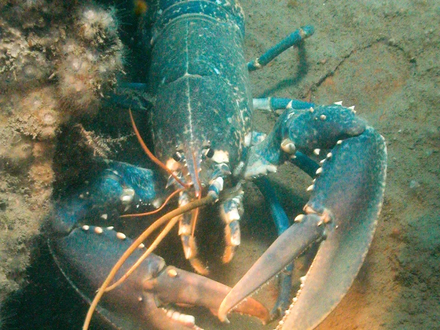 Homard bleu vu de près, caché dans une cavité rocheuse sous-marine, ses grandes pinces déployées sur le sable.