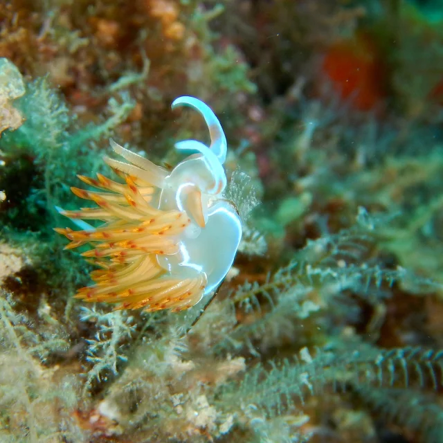 Gros plan d’une petite limace de mer translucide aux appendices orangés, posée sur un fond marin recouvert d’algues et d’éponges.