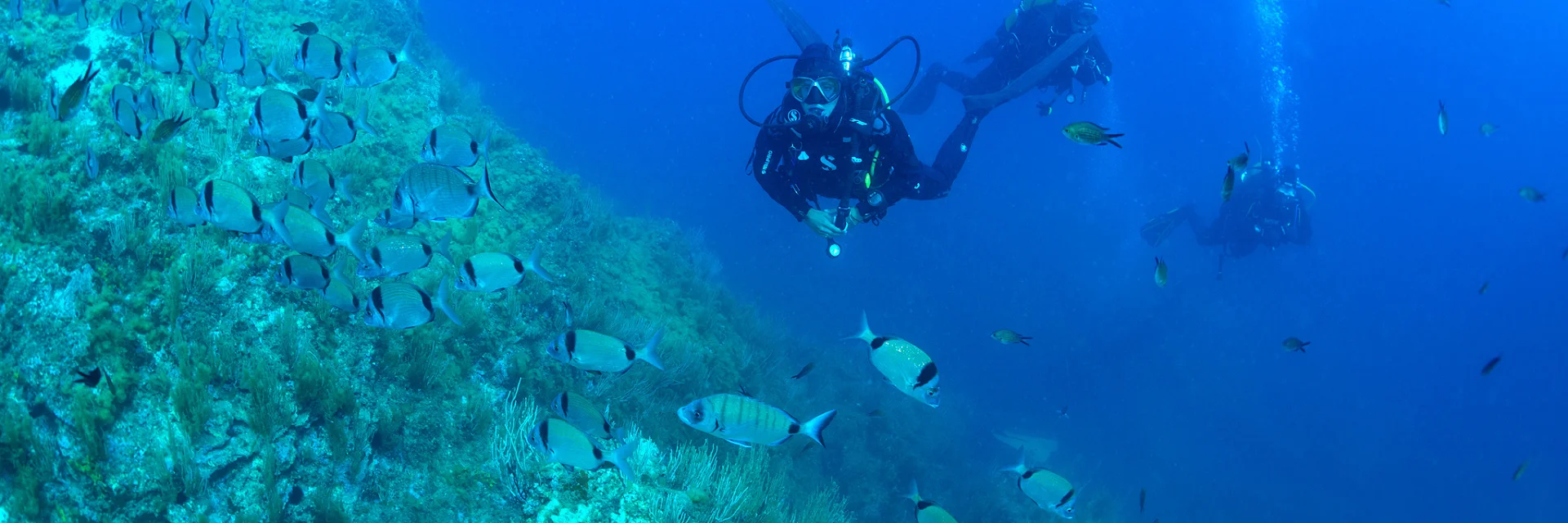 Trois plongeurs évoluent au-dessus d’un fond marin rocheux recouvert d’algues et de gorgones, entourés d’un grand banc de poissons argentés dans une eau bleue claire.