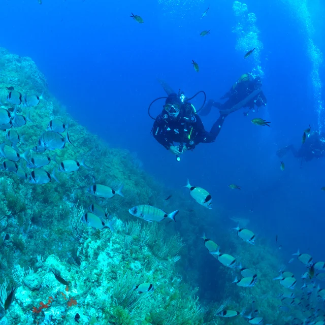 Trois plongeurs évoluent au-dessus d’un fond marin rocheux recouvert d’algues et de gorgones, entourés d’un grand banc de poissons argentés dans une eau bleue claire.