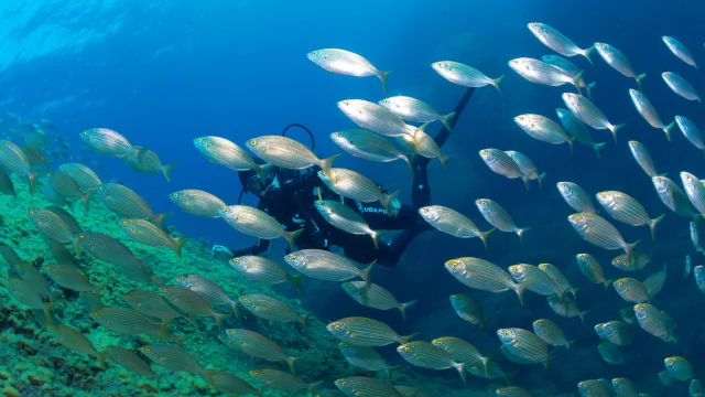 Un plongeur équipé d’une combinaison et d’une bouteille d’air nage au milieu d’un grand banc de poissons argentés à rayures dorées, évoluant au-dessus d’un fond rocheux et verdâtre.
