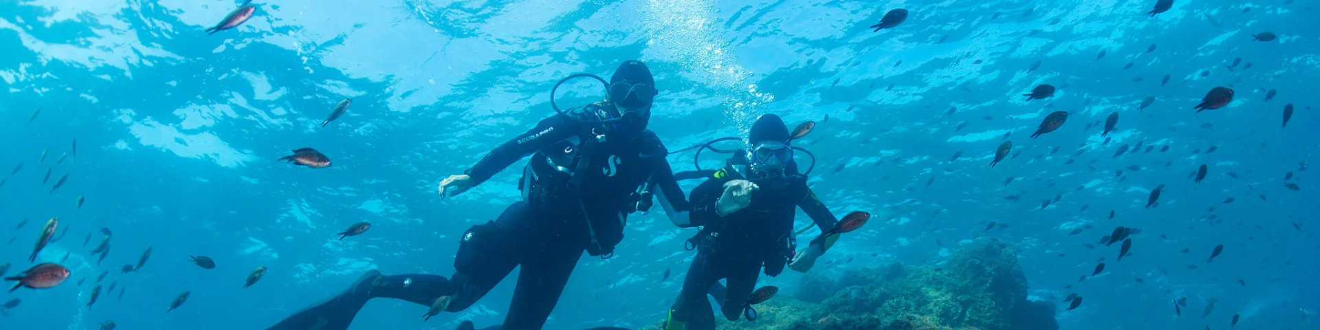 Deux plongeurs équipés de combinaisons, bouteilles d’air et palmes nagent côte à côte au-dessus d’un fond rocheux recouvert d’algues. De nombreux petits poissons les entourent dans une eau bleue limpide.