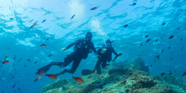 Deux plongeurs équipés de combinaisons, bouteilles d’air et palmes nagent côte à côte au-dessus d’un fond rocheux recouvert d’algues. De nombreux petits poissons les entourent dans une eau bleue limpide.