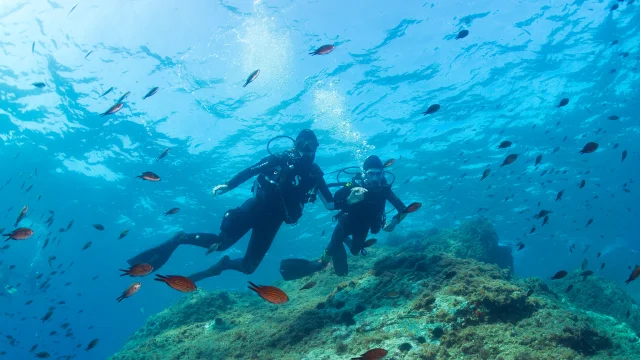 Deux plongeurs équipés de combinaisons, bouteilles d’air et palmes nagent côte à côte au-dessus d’un fond rocheux recouvert d’algues. De nombreux petits poissons les entourent dans une eau bleue limpide.