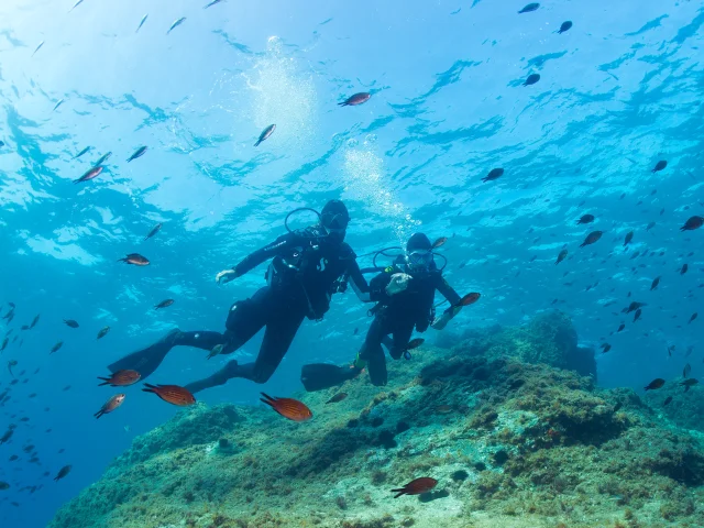 Deux plongeurs équipés de combinaisons, bouteilles d’air et palmes nagent côte à côte au-dessus d’un fond rocheux recouvert d’algues. De nombreux petits poissons les entourent dans une eau bleue limpide.
