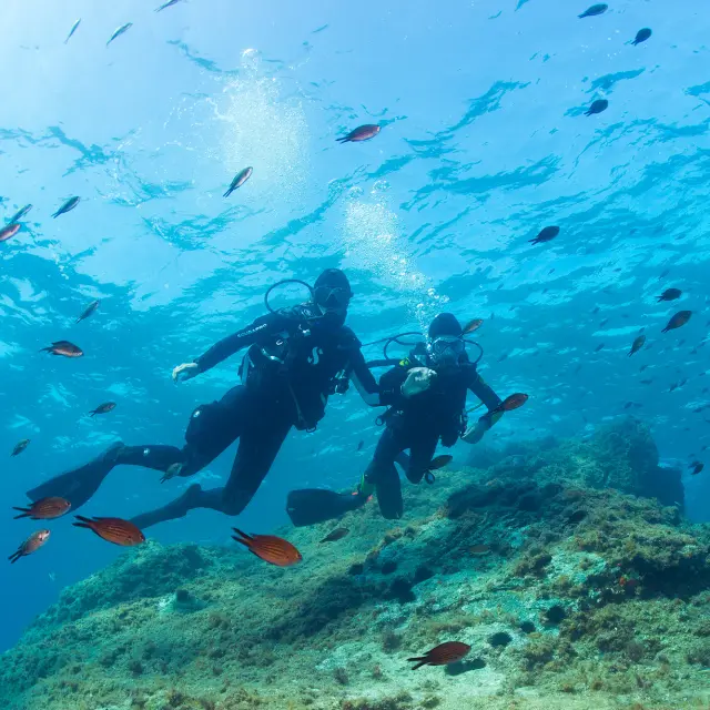 Deux plongeurs équipés de combinaisons, bouteilles d’air et palmes nagent côte à côte au-dessus d’un fond rocheux recouvert d’algues. De nombreux petits poissons les entourent dans une eau bleue limpide.