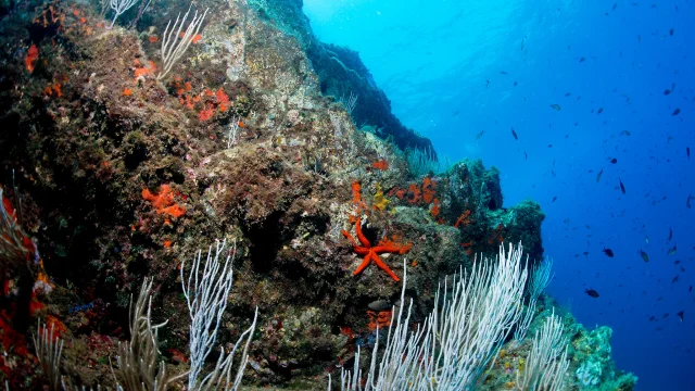 Vue sous-marine d’un récif rocheux couvert d’algues, d’éponges orange et de gorgones blanches, avec une étoile de mer rouge bien visible au centre et de nombreux poissons nageant en arrière-plan.