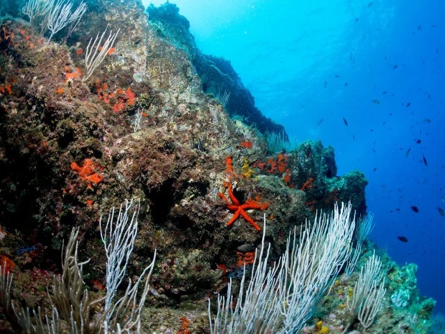 Vue sous-marine d’un récif rocheux couvert d’algues, d’éponges orange et de gorgones blanches, avec une étoile de mer rouge bien visible au centre et de nombreux poissons nageant en arrière-plan.
