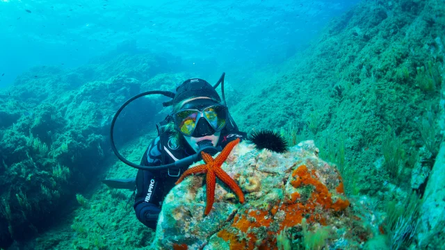 Plongeuse observant une étoile de mer rouge et un oursin noir posés sur un rocher recouvert d’éponges orange, dans un paysage sous-marin méditerranéen.