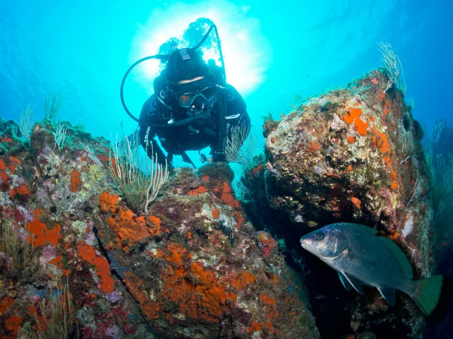 Plongeur observant un poisson parmi des roches tapissées d’algues et d’éponges orange, dans une eau claire et bleue en Méditerranée.