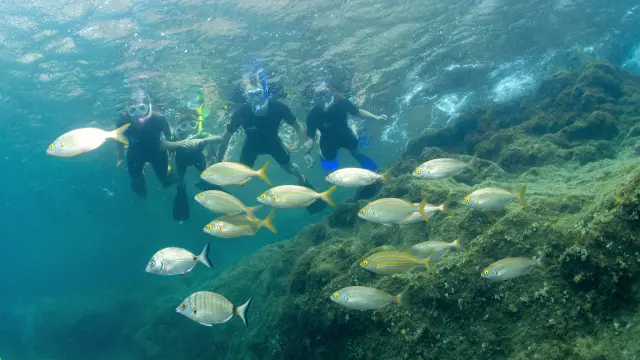 Sous l’eau, un groupe de quatre personnes équipées de masques, tubas et palmes observe un banc de poissons argentés et dorés nageant au-dessus d’un fond rocheux tapissé d’algues.