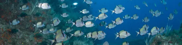 Banc de poissons argentés nageant le long d’un fond rocheux recouvert d’algues et de gorgones blanches dans une eau bleue limpide.