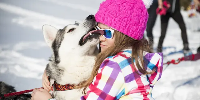 Enfant câlinant un chien de traîneau à la station nordique du Capcir.