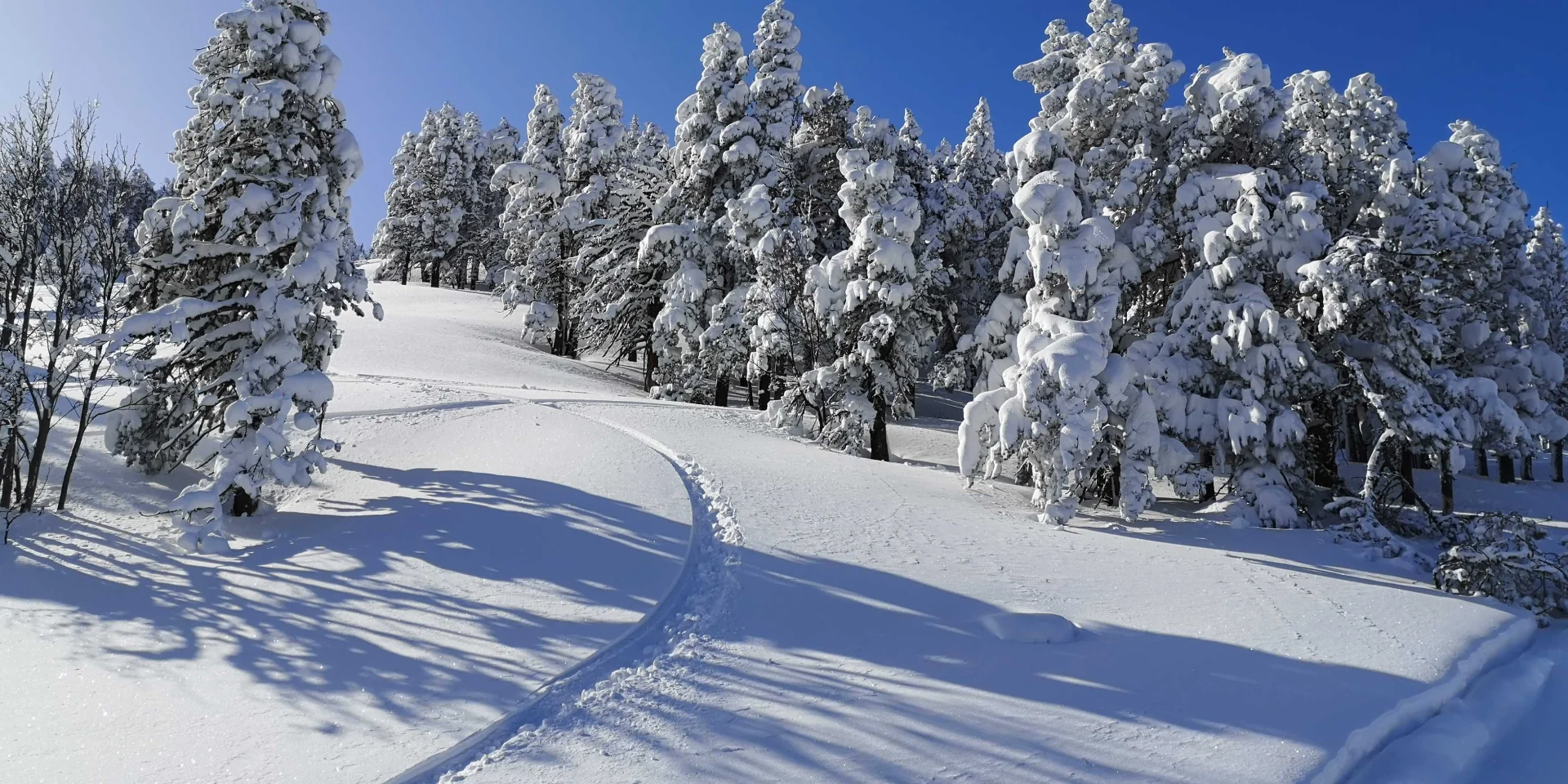 Paysage enneigé avec des traces dans la neige serpentant entre des arbres couverts de givre sous un ciel bleu sans nuages.