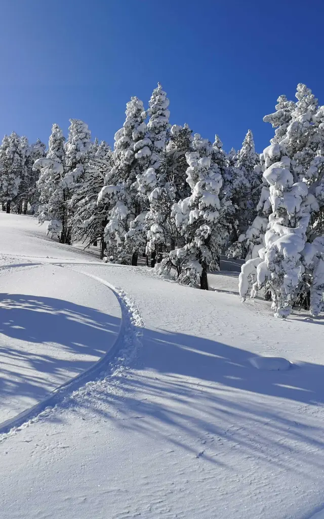 Paysage enneigé avec des traces dans la neige serpentant entre des arbres couverts de givre sous un ciel bleu sans nuages.