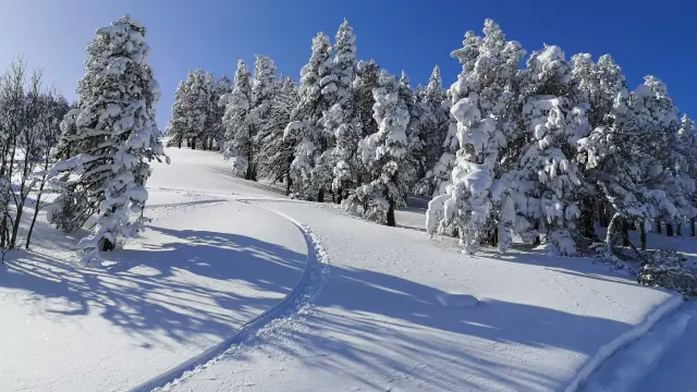 Paysage enneigé avec des traces dans la neige serpentant entre des arbres couverts de givre sous un ciel bleu sans nuages.