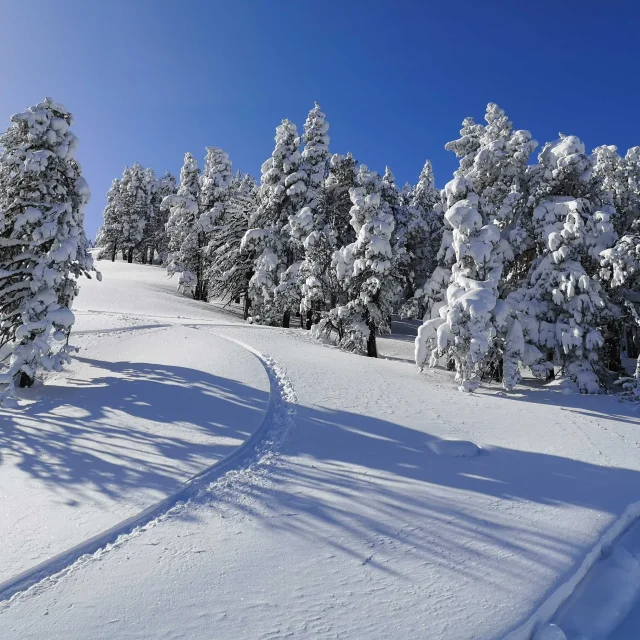 Paysage enneigé avec des traces dans la neige serpentant entre des arbres couverts de givre sous un ciel bleu sans nuages.