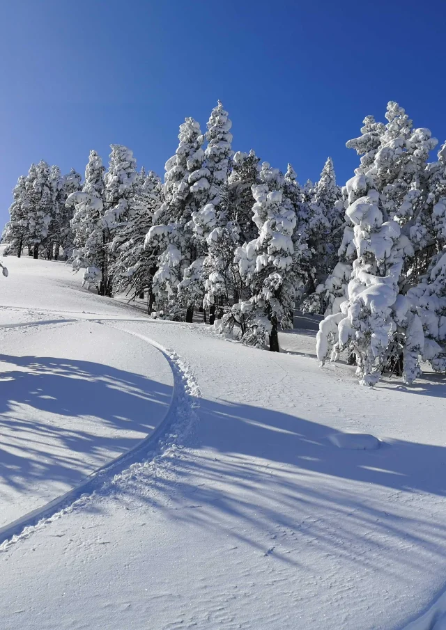 Paysage enneigé avec des traces dans la neige serpentant entre des arbres couverts de givre sous un ciel bleu sans nuages.