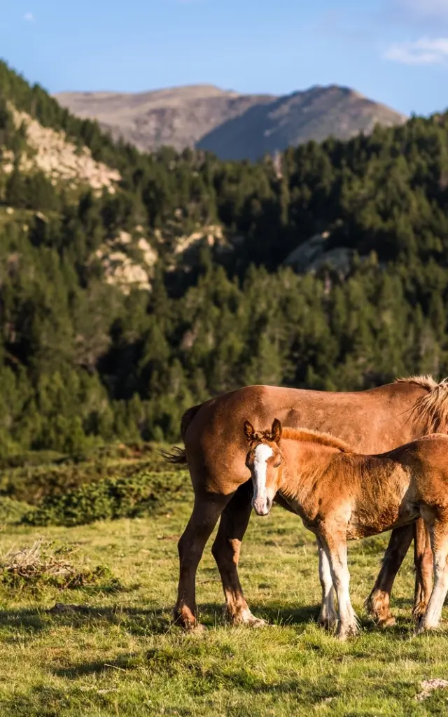 Deux chevaux bruns, adulte et jeune, broutant dans une prairie de montagne entourée de forêts.