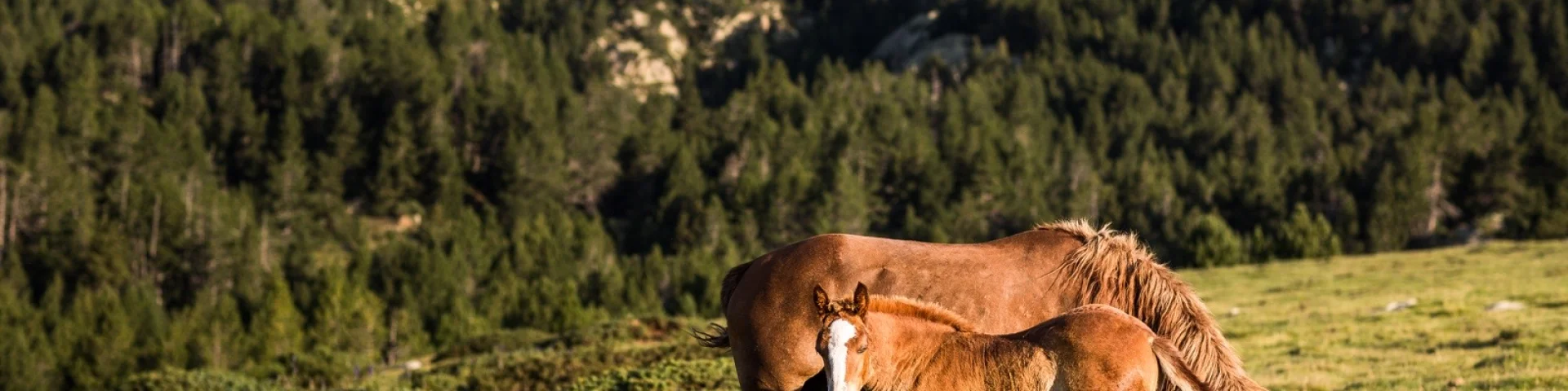 Deux chevaux bruns, adulte et jeune, broutant dans une prairie de montagne entourée de forêts.