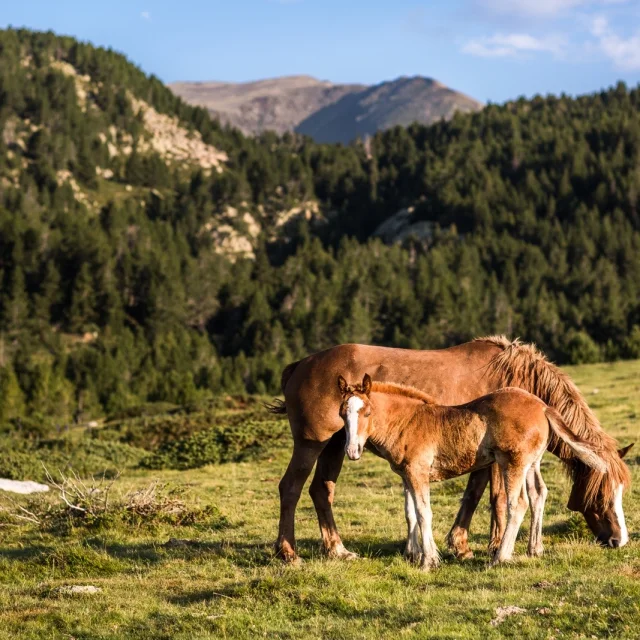 Deux chevaux bruns, adulte et jeune, broutant dans une prairie de montagne entourée de forêts.