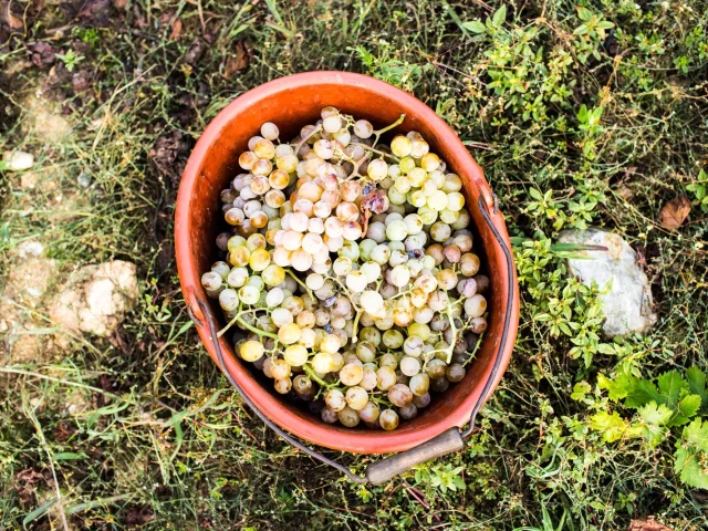 Seau rempli de grappes de raisin clair posé au sol dans la végétation.