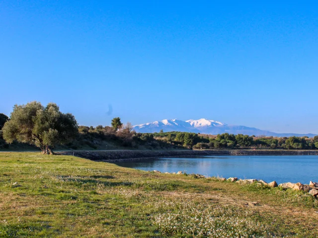 Paysage lacustre avec une berge herbeuse au premier plan, des arbres en arrière-plan et une chaîne de montagnes enneigées sous un ciel dégagé.