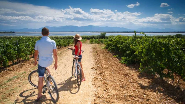Deux personnes à vélo avançant sur un chemin entre des rangées de vignes, avec un plan d’eau au loin.