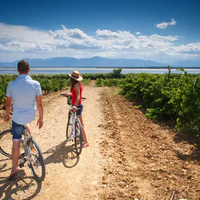 Deux personnes à vélo avançant sur un chemin entre des rangées de vignes, avec un plan d’eau au loin.
