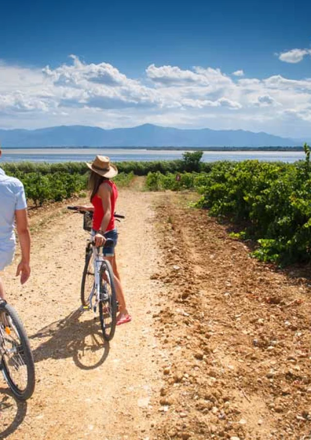 Deux personnes à vélo avançant sur un chemin entre des rangées de vignes, avec un plan d’eau au loin.