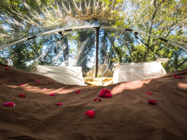 Lit avec draps et pétales dans une structure transparente au milieu d’arbres.