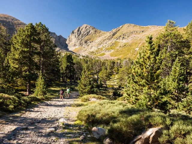 Sentier de montagne bordé de pins, avec deux randonneurs marchant vers un massif rocheux sous un ciel clair.